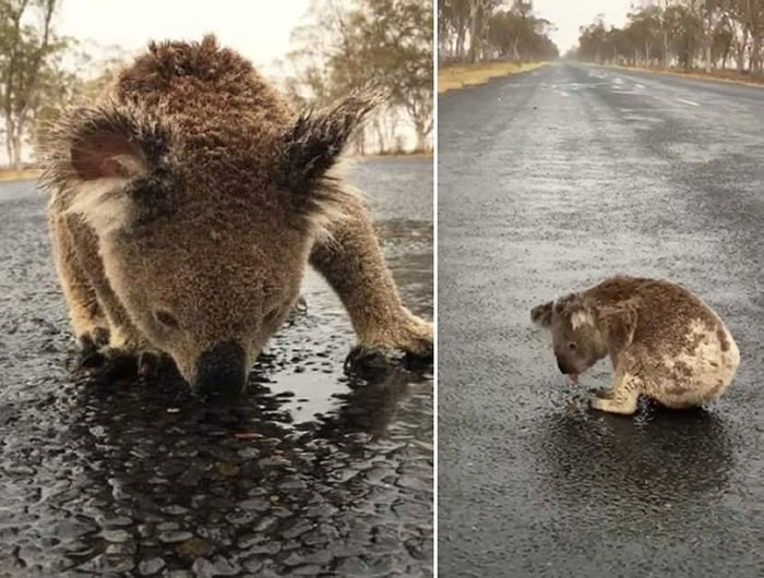 久旱逢甘露！澳大利亚新南威尔斯州无尾熊趴在马路上狂舔雨水 太渴拒绝离开