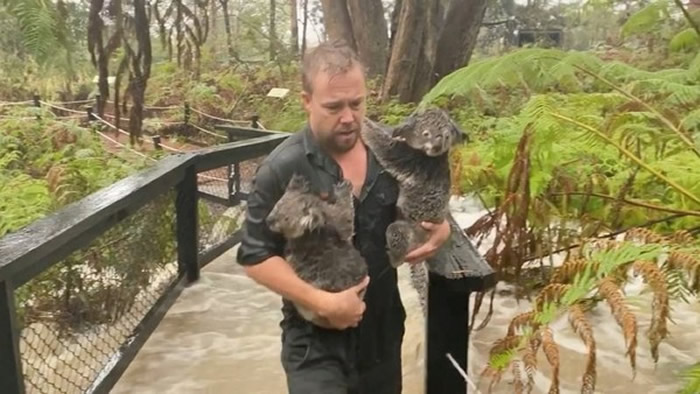 工作人员冒雨把无尾熊救出水灾淹水区