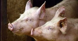 波兰卢宾区农场主人突然人间蒸发惊见白骨 警方怀疑遭自己饲养的猪啃食