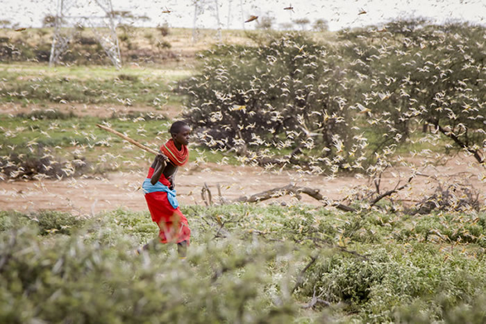 东非国家正承受25年来最严重的蝗虫危机 3600亿只蝗虫到处肆虐