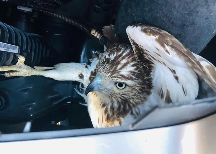 美国女子开车驶经康涅狄格州公路时意外撞上正飞翔的猛禽红尾鹰