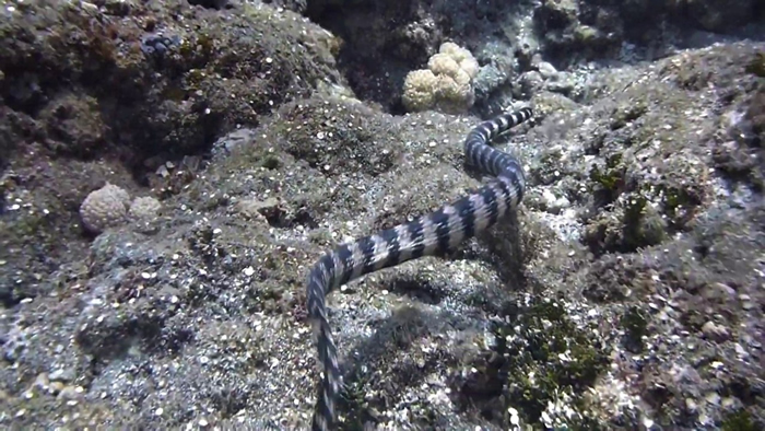 兰屿海域的饭岛氏海蛇（Emydocephalus ijimae）。 摄影：杜铭章