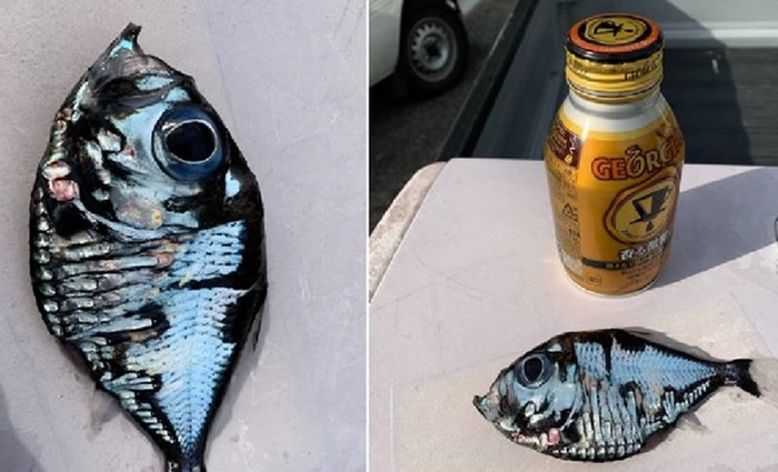日本渔民钓到外型十分奇特的银色怪鱼 专家：属于褶胸鱼科的深海鱼