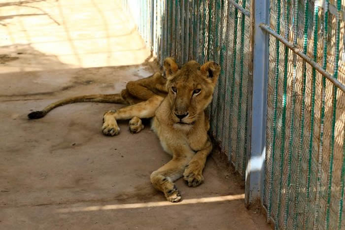 苏丹首都喀土穆动物园内5只濒临饿死的狮子照片震惊全球