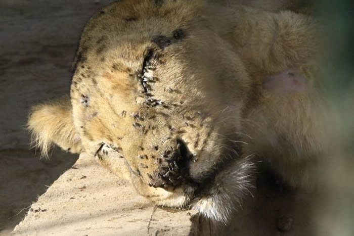 苏丹首都喀土穆动物园内5只濒临饿死的狮子照片震惊全球