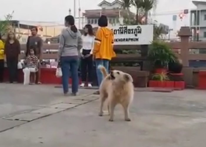 泰国素辇府锡卡拉蓬火车站一只流浪狗每天早上及傍晚都会“唱”国歌
