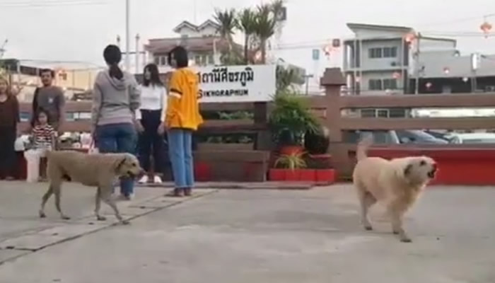 泰国素辇府锡卡拉蓬火车站一只流浪狗每天早上及傍晚都会“唱”国歌