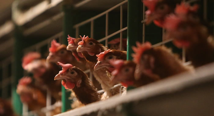 乌克兰文尼察州因爆发禽流感疫情捕杀超过10万只禽类
