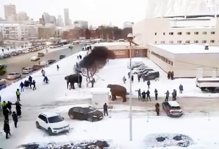 俄罗斯叶卡捷琳堡马戏团2头大象出去散步趁机逃跑 在雪地里面疯狂玩耍嬉闹