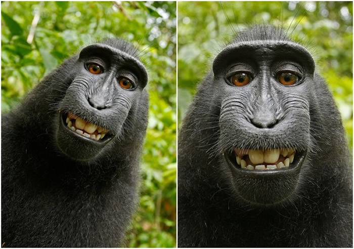 英国摄影师David Slater在印尼苏拉威西岛让黑冠狝猴玩自拍 照片爆红却让他惨吃官司
