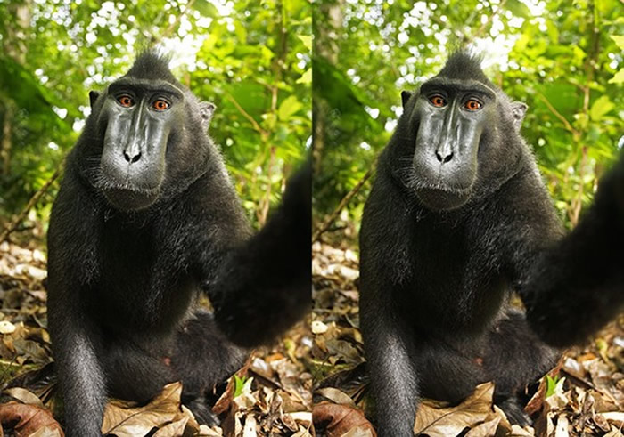「猴子自拍照」至今都还能在维基百科图库找到。（图／翻摄自维基百科）
