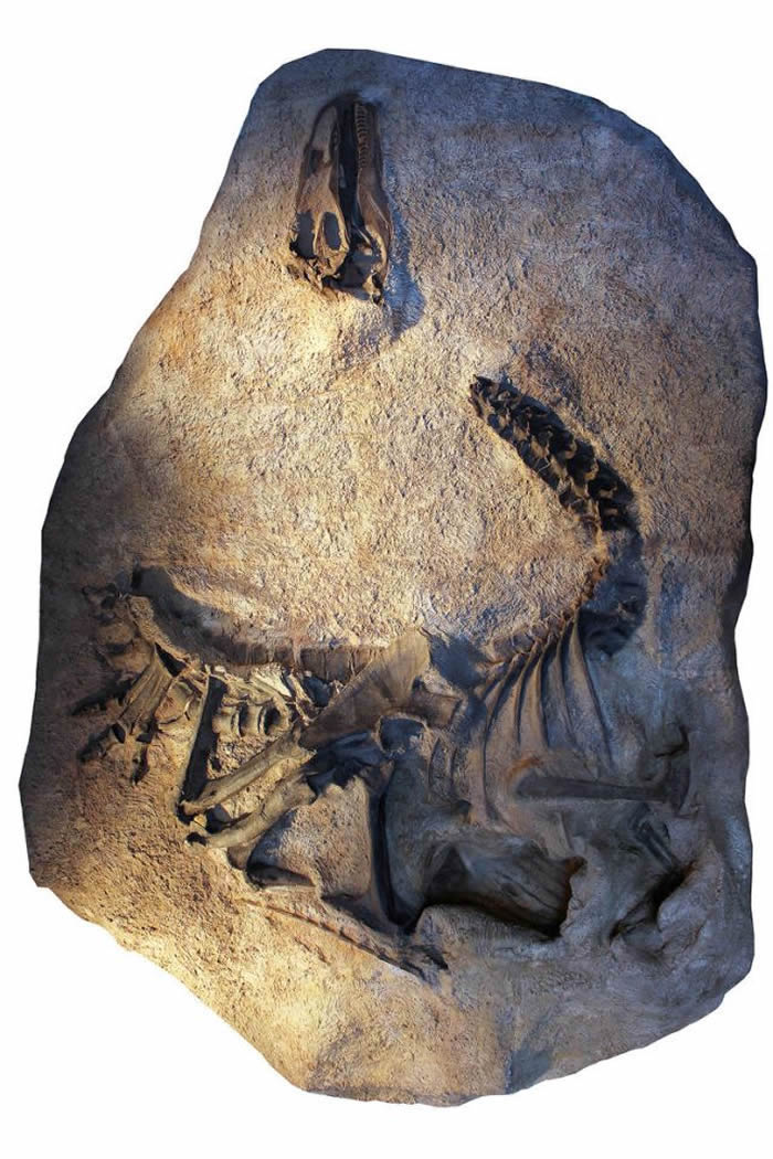 古生物学家在美国犹他州发现新恐龙 命名为异特龙Jimmadseni