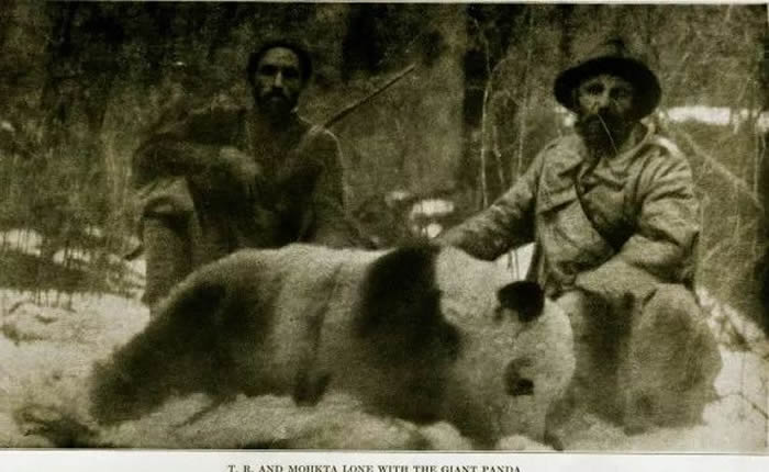 1929年，一对美国兄弟拿着博物馆赞助的经费来到四川，猎杀到了一只大熊猫。