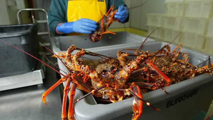 新西兰因武汉肺炎放100吨龙虾回大海