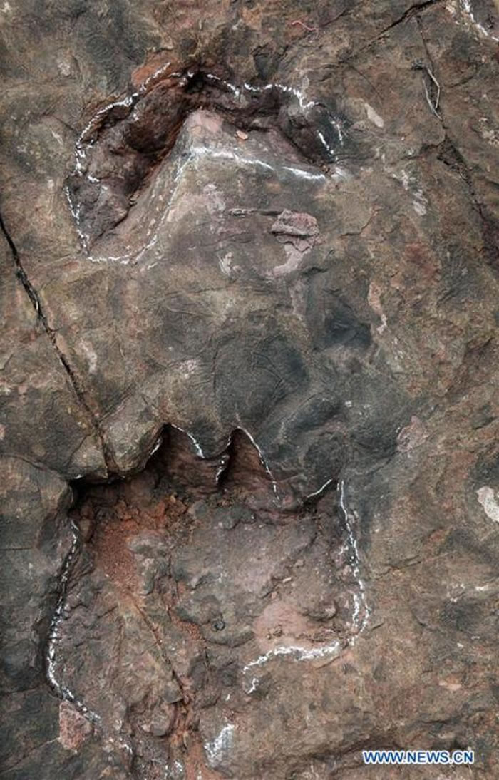 资料图：中国西南部贵州省茅台乡一家酒厂的施工现场发现的侏罗纪早期恐龙脚印化石。