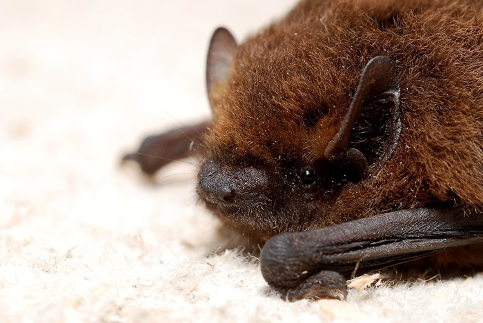 近五年的监测显示，未从台湾原生蝙蝠体内发现人畜共通的冠状病毒。 图片来源：Gilles San Martin（CC BY-SA 2.0）