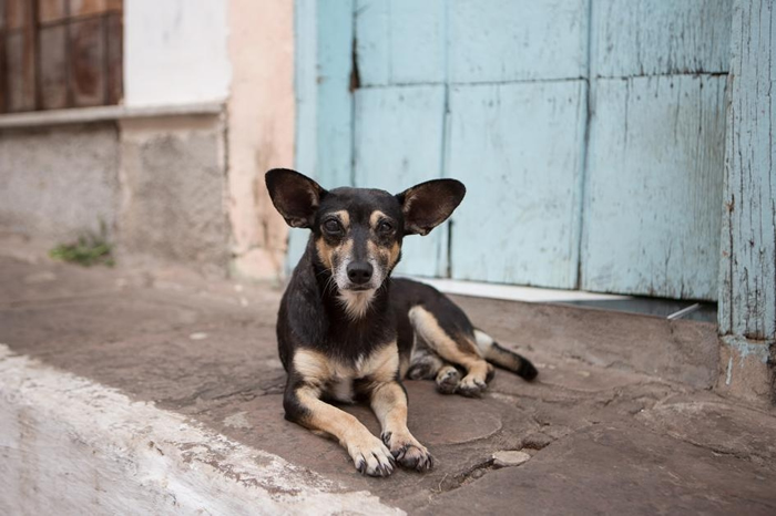 一条流浪狗在巴西的迪亚曼蒂纳高地国家公园（Chapada Diamantina National Park）休息。 全世界有多达3亿只流浪狗。 PHOTOGRA