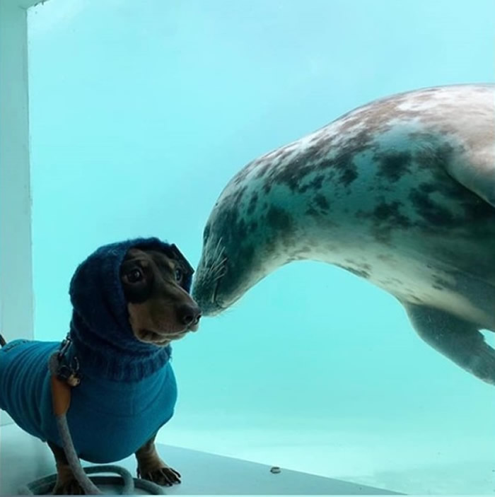 英国康沃尔郡海豹保护区腊肠狗与海豹缔结友谊