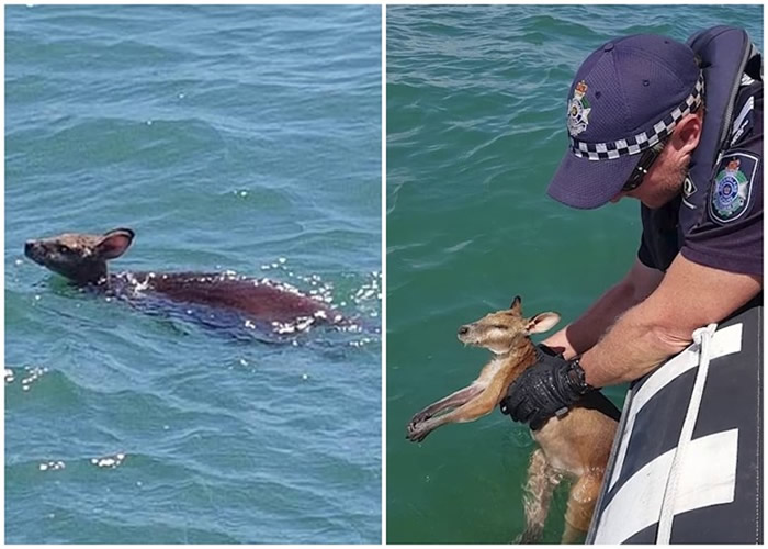 澳洲昆士兰省小袋鼠离岸6公里海面险遇溺获救
