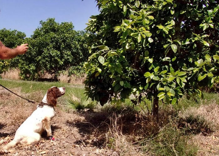 《美国国家科学院院刊》：研究指狗狗经训练后可嗅出常见于作物的柑橘绿霉病