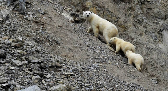 俄罗斯将首次对北极熊的数量进行完整计数