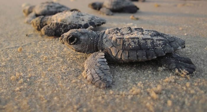 泰国普吉岛西莉那国家公园迈考海滩因发现棱皮龟巢而被隔离保护起来