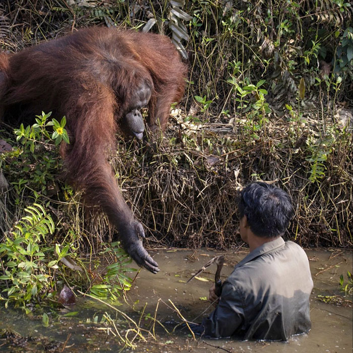 误以为护林员困水潭 印尼婆罗州红毛猩猩伸出援手
