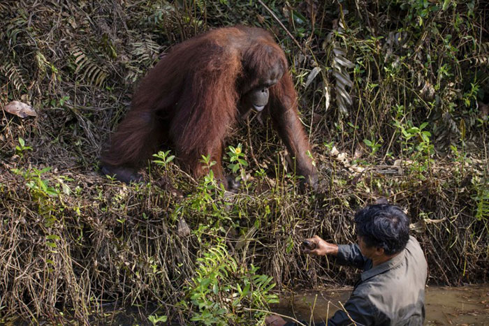 误以为护林员困水潭 印尼婆罗州红毛猩猩伸出援手