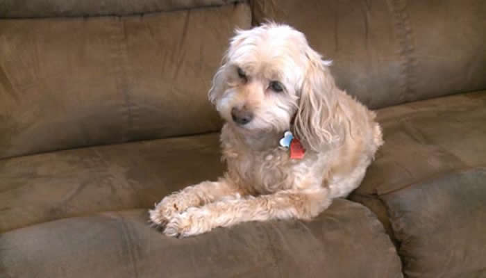 美国密西根州泽兰德市一只宠物狗帮助家人发现燃气灶一氧化碳泄露