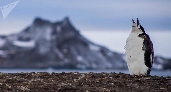 过去50年来南极某些地区的企鹅种群减少了75%以上