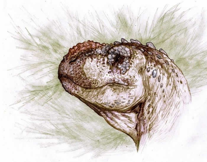 阿根廷巴塔哥尼亚发现9000万年前新食肉恐龙物种化石“Tralkasaurus cuyi”