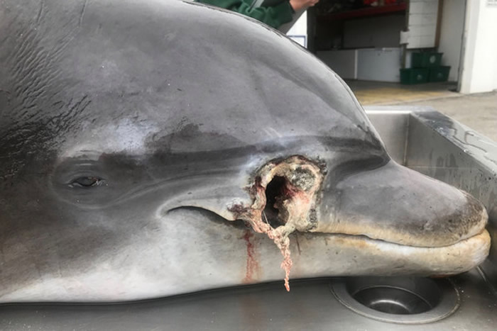 美国佛罗里达州发现2只海豚遭人枪决