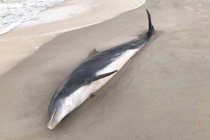 美国佛罗里达州发现2只海豚遭人枪决