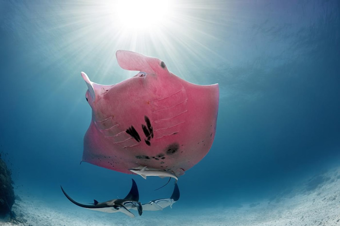摄影师Kristian Laine在澳洲大堡礁海底奇遇粉红鬼蝠魟 竟然是世界唯一