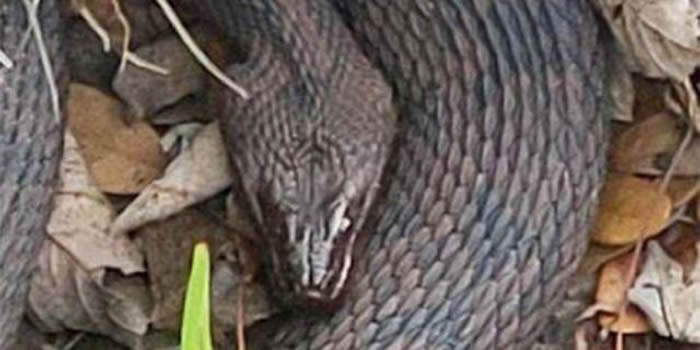 美国佛罗里达州莱克兰市霍林斯沃思湖边水蛇集体交配 场面异常吓人