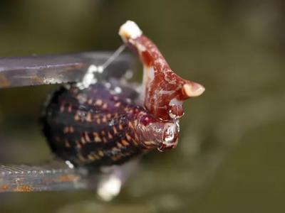 英国男子在家中小丑鱼水族箱中发现剧毒鸡心螺（地纹芋螺） 毒性可让10名成人丧命