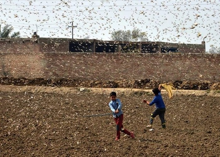 巴基斯坦政府拟撤销贸易禁令 入口印度杀虫剂抗蝗灾