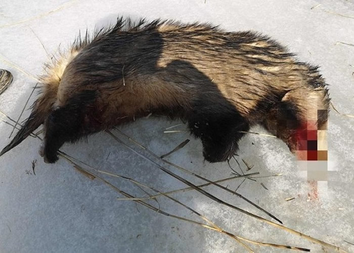 内蒙古乌海市男子在龙游湾国家湿地公园猎杀受保护动物狗獾被捕