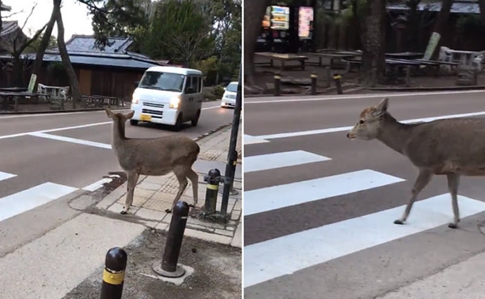 日本奈良鹿等待过马路 见车礼让“点头鞠躬”