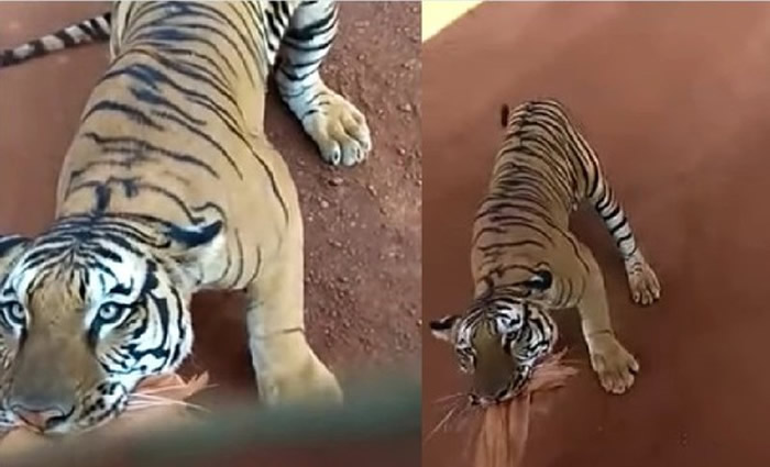 印度恰蒂斯加尔邦动物园游览车被老虎纠缠