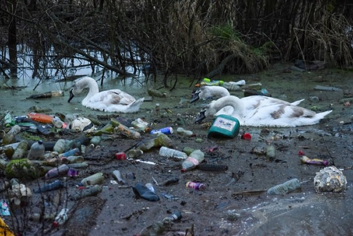 英国最古老运河——桑基运河宛如生态地狱般的场景：天鹅被迫游在垃圾堆