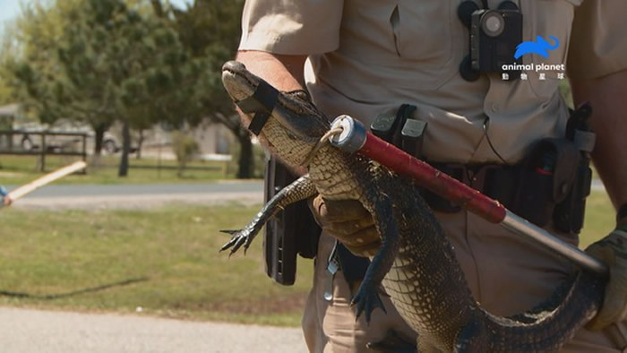 巡逻队员将公园内出现的迷路鳄鱼，成功放置回栖息地。（图／动物星球频道授权提供）