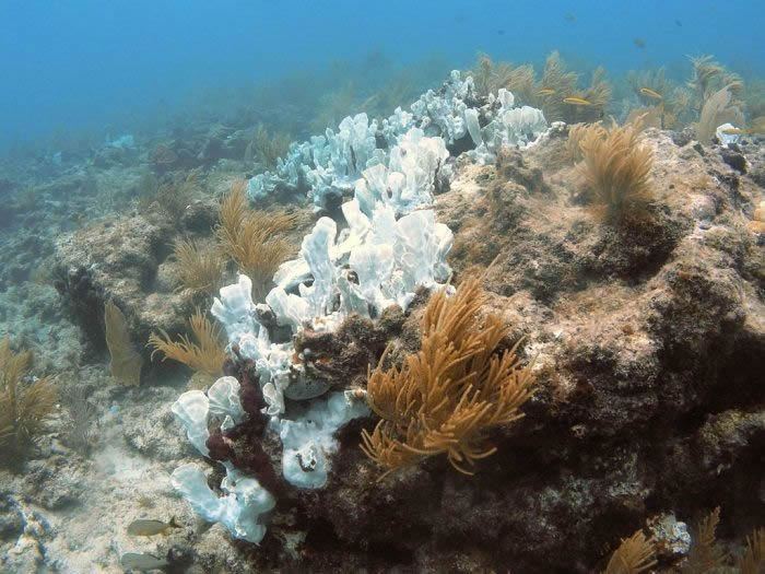 海洋变暖变酸受污染将令全球约70至90%的珊瑚礁在未来20年消失