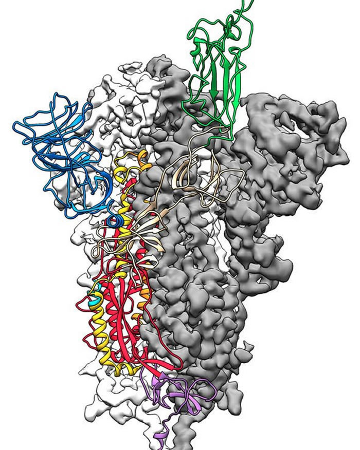 美国研究团队透过分析新冠病毒的基因码 制成病毒关键蛋白分子的首个3D影像