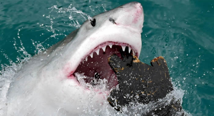 60岁冲浪爱好者在新西兰帕瓦努伊海滩遭到大白鲨攻击 用拳头击退