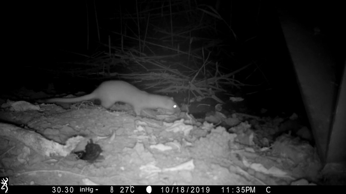 拍到了！ 五股湿地真的是黄鼠狼活动栖地！ 图片来源：荒野保护协会