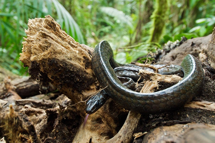 粗鳞黑树蛇（Chironius grandisquamis）等物种的数量，在蛙壶菌扩散到巴拿马歼灭了许多猎物后连带大幅下滑。 PHOTOGRAPH BY JAM