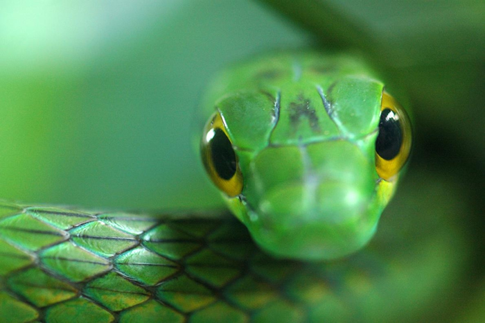在蛙壶菌尚未扩散到这座巴拿马国家公园前，这里曾发现过七只绿鹦鹉蛇（Leptophis depressirostris）。 但如同「两生类末日」一般，在此之后历经