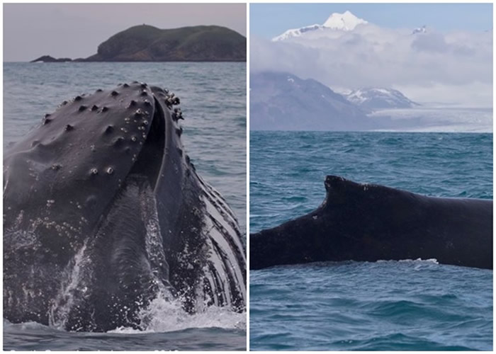 大西洋英国属地南乔治亚岛附近海域再度发现大量蓝鲸出没