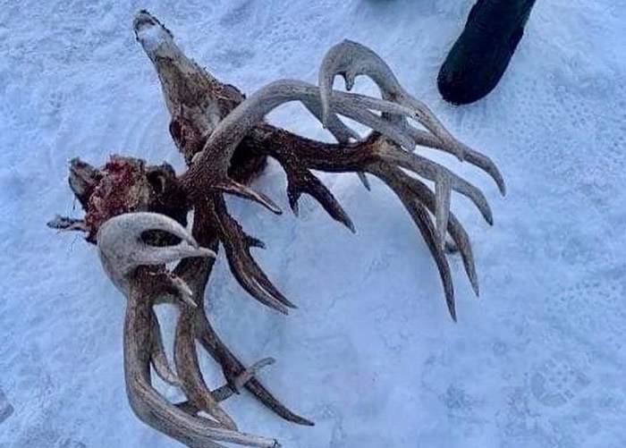 美国威斯康辛州男子拾获超巨型鹿王犄角